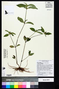 Ruellia caroliniensis image