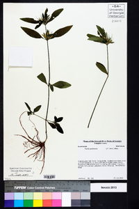 Ruellia caroliniensis image