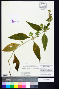 Yeatesia viridiflora image