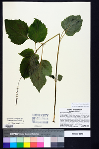 Phryma leptostachya var. leptostachya image