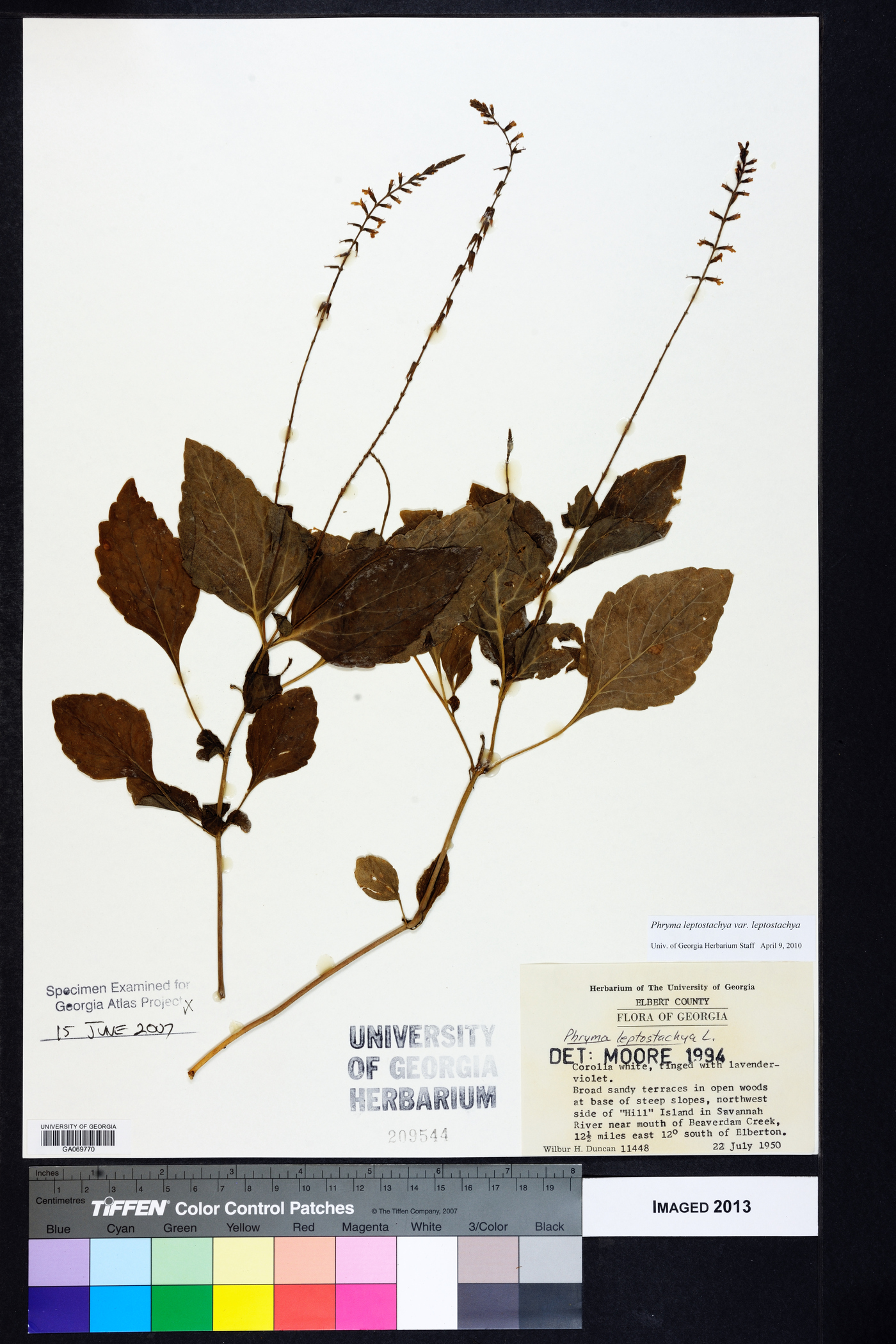 Phryma leptostachya var. leptostachya image