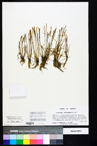 Plantago heterophylla image