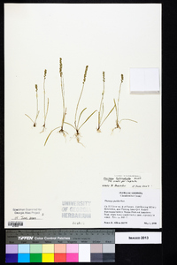 Plantago heterophylla image