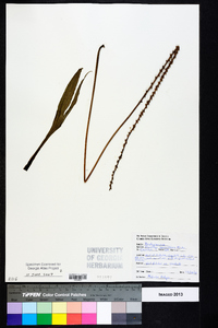 Plantago sparsiflora image