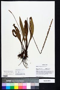 Plantago sparsiflora image