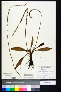 Plantago sparsiflora image