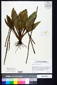 Plantago sparsiflora image