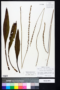 Plantago sparsiflora image