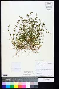 Cruciata pedemontana image