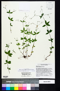 Galium circaezans image