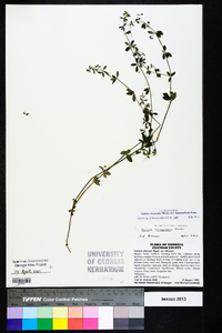 Galium circaezans var. hypomalacum image