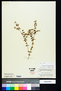 Galium hispidulum image