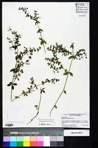 Galium hispidulum image