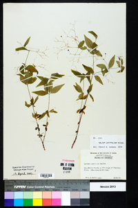 Galium latifolium image