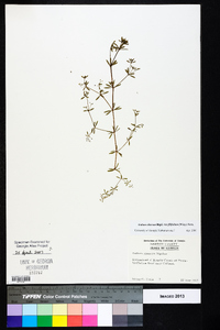 Galium obtusum image