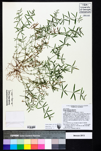 Galium obtusum image