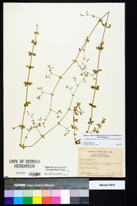 Galium orizabense subsp. laevicaule image