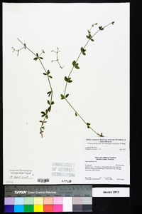 Galium orizabense image