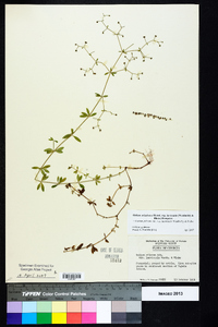 Galium orizabense image