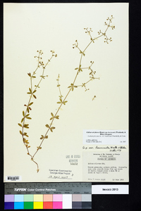 Galium orizabense subsp. laevicaule image