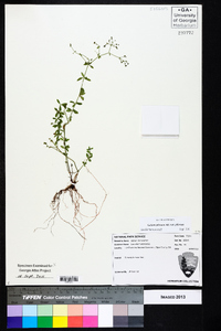 Galium pilosum image