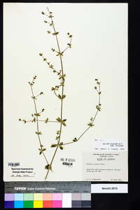 Galium pilosum image