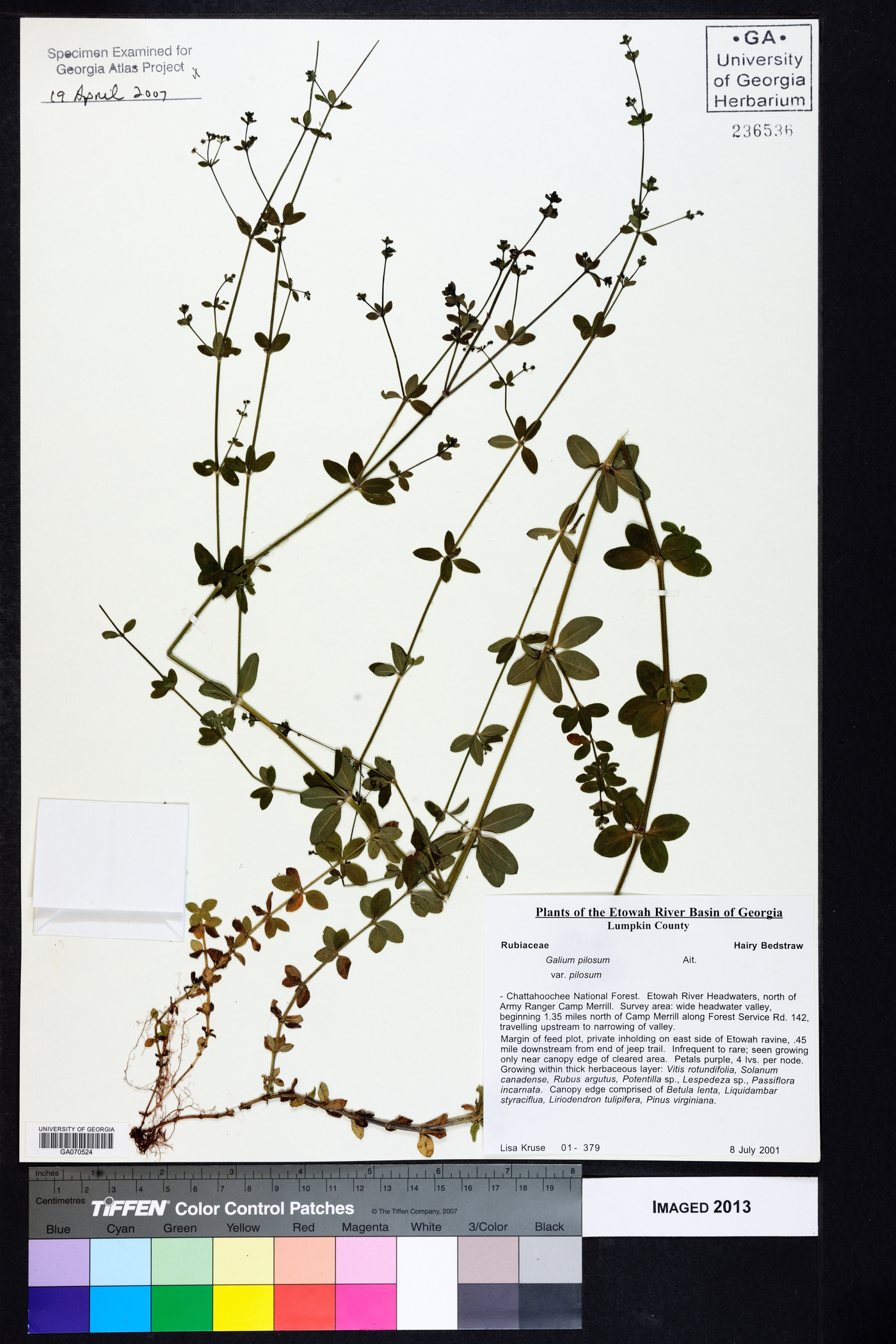 Galium pilosum var. pilosum image