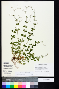 Galium pilosum image