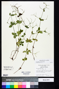 Galium pilosum var. pilosum image