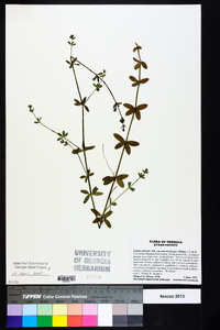 Galium pilosum var. puncticulosum image