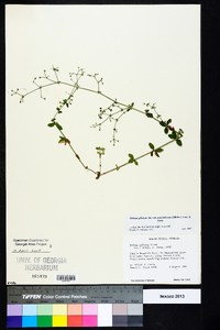 Galium pilosum image