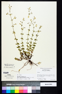 Galium pilosum image