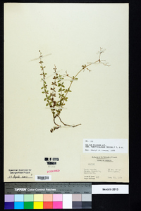 Galium pilosum var. puncticulosum image