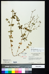 Galium pilosum image