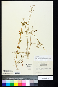 Galium pilosum var. puncticulosum image