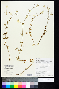 Galium pilosum var. puncticulosum image