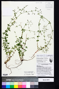 Galium pilosum var. puncticulosum image