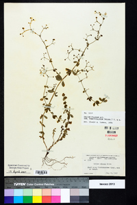 Galium pilosum var. puncticulosum image