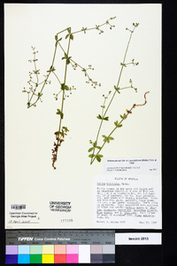 Galium pilosum image