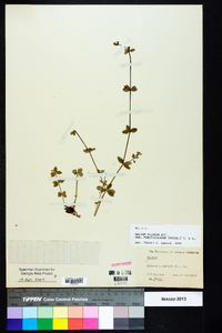 Galium pilosum image