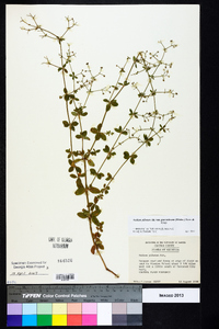 Galium pilosum image