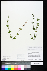 Galium pilosum var. puncticulosum image