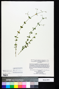 Galium pilosum image