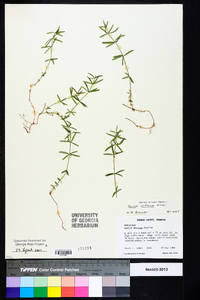 Galium uniflorum image