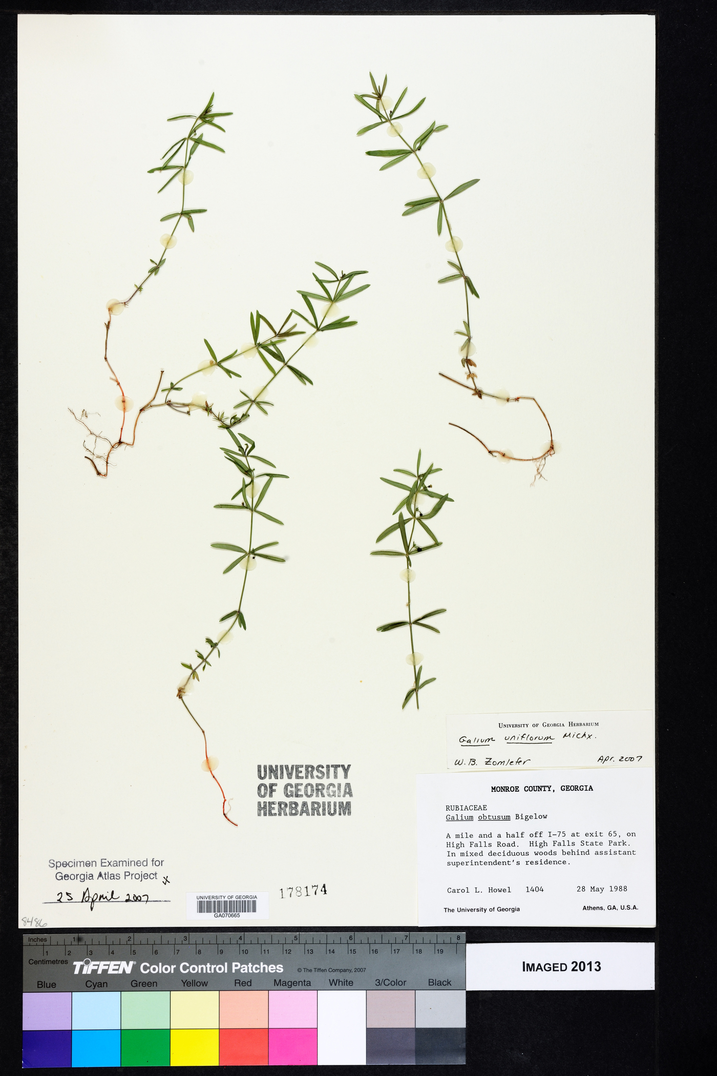 Galium uniflorum image