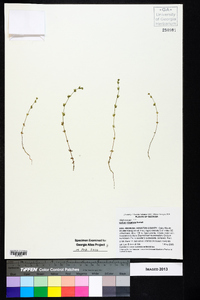 Galium virgatum image