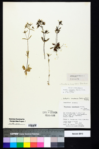 Houstonia canadensis image