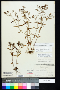 Houstonia longifolia image