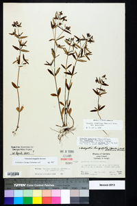 Houstonia longifolia image