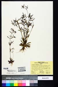 Houstonia longifolia image